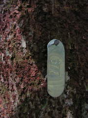 Sloanea guianensis