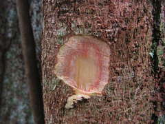 Sloanea guianensis