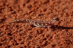 Rhynchoedura eyrensis