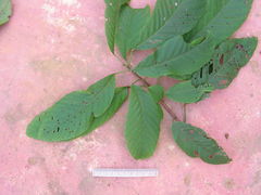Sloanea guianensis
