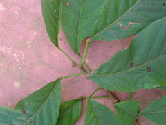 Sloanea guianensis