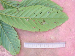 Sloanea guianensis
