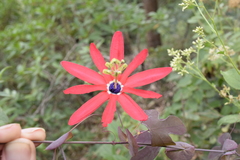 Passiflora edmundoi