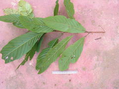 Sloanea guianensis