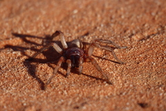 Anamidae