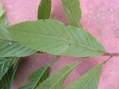 Sloanea guianensis