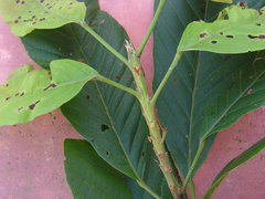 Sloanea guianensis