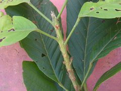 Sloanea guianensis