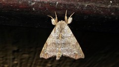 Apatelodidae