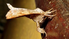 Apatelodidae