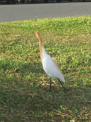 Bubulcus ibis