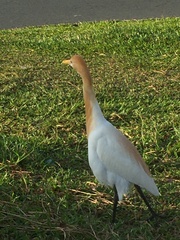 Bubulcus ibis