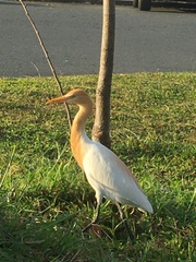 Bubulcus ibis