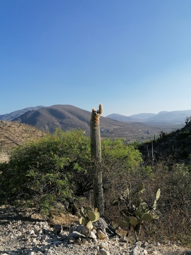 Cephalocereus columna-trajani (Cephalocereus columna-trajani)