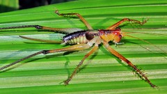 Listroscelidini