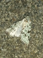 Bryolymnia viridata