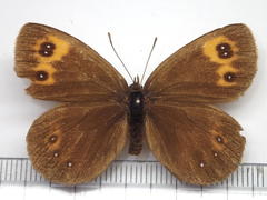 Erebia niphonica