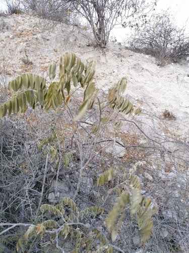 Morkillia mexicana, photograph 3