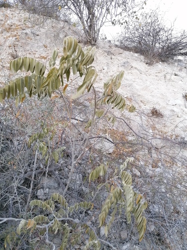Morkillia mexicana, photograph 2