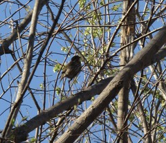 Passerella iliaca