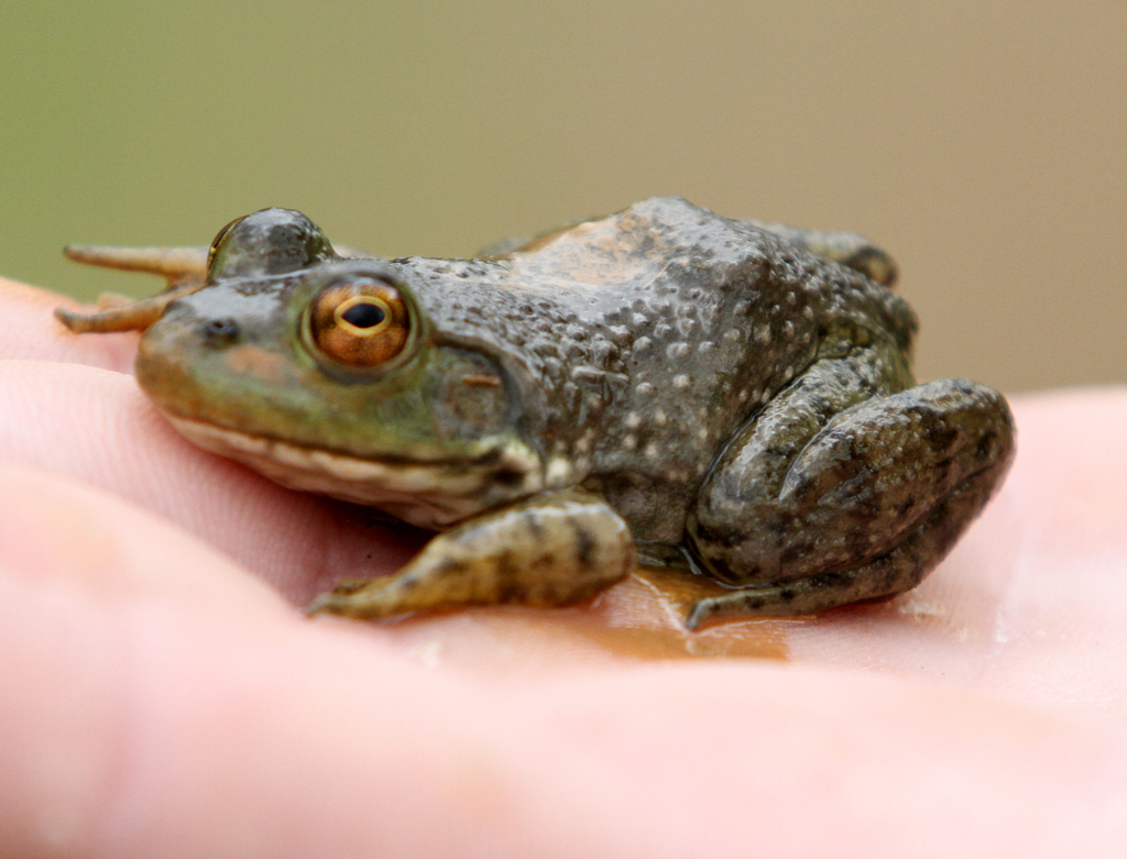 American Bullfrog from Smith County, TX, USA on March 19, 2021 at 1155 AM by Lindsey Smith