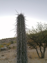 Lemaireocereus hollianus