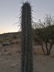 Lemaireocereus hollianus