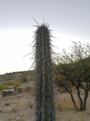 Lemaireocereus hollianus