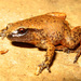 Rain Frog - Photo (c) LiquidGhoul, some rights reserved (CC BY-SA)