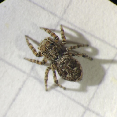 Downy jumping spider