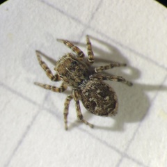 Attulus atricapillus