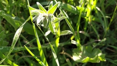 Nonea vesicaria