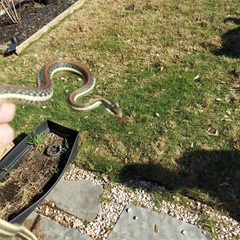 Thamnophis proximus rubrilineatus