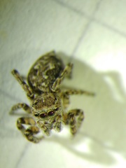 Attulus atricapillus