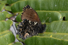 Steremnia monachella