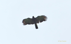 Spizaetus tyrannus