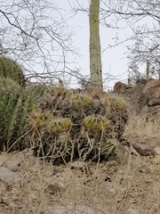 Ferocactus flavovirens