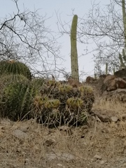 Ferocactus flavovirens