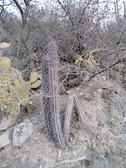 Lemaireocereus hollianus