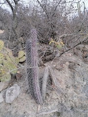 Lemaireocereus hollianus