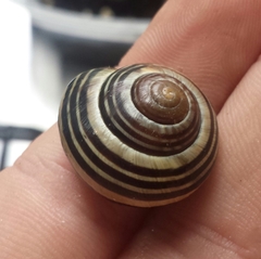 Cepaea nemoralis