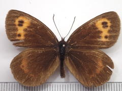 Erebia niphonica