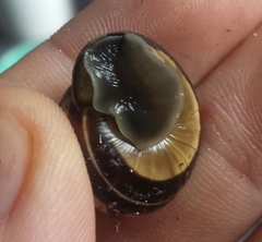 Cepaea nemoralis