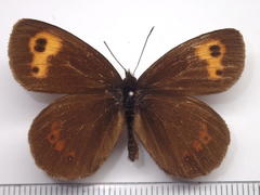 Erebia niphonica