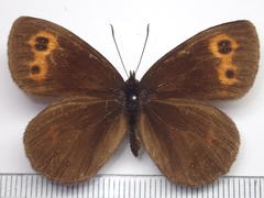 Erebia niphonica