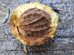 Calatola costaricensis