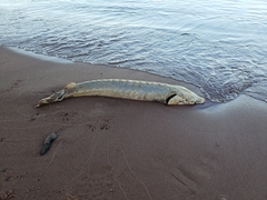 Acipenser fulvescens