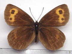 Erebia niphonica