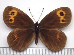 Erebia niphonica
