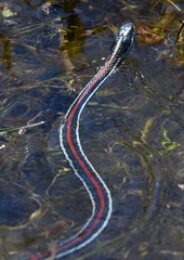 Thamnophis proximus rubrilineatus